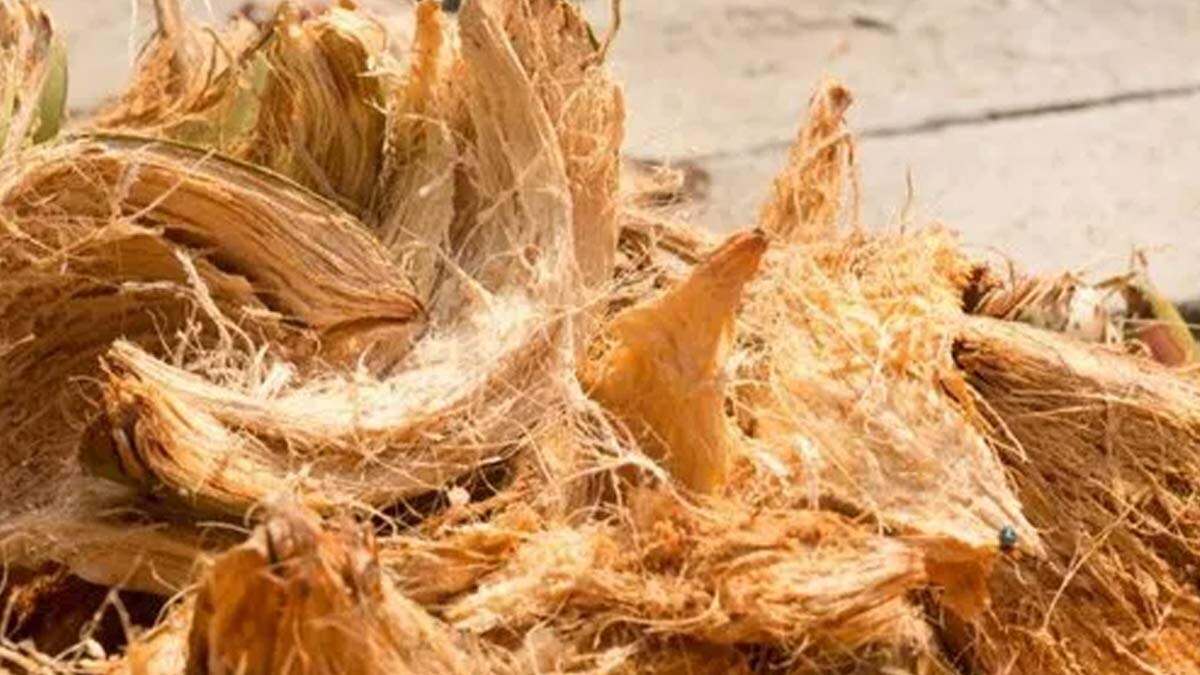 Coconut-husk-business-knowexact