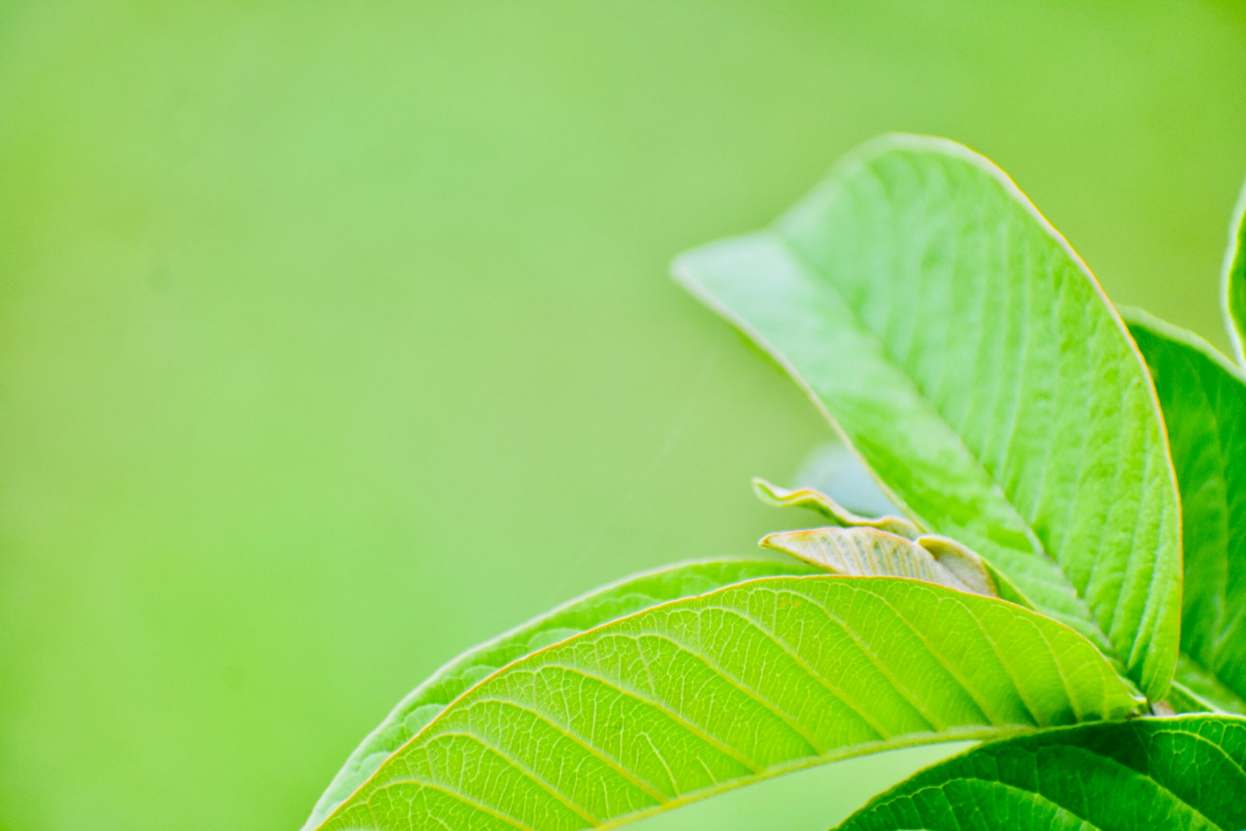 guava-leafe-hair-treatement-knowexact