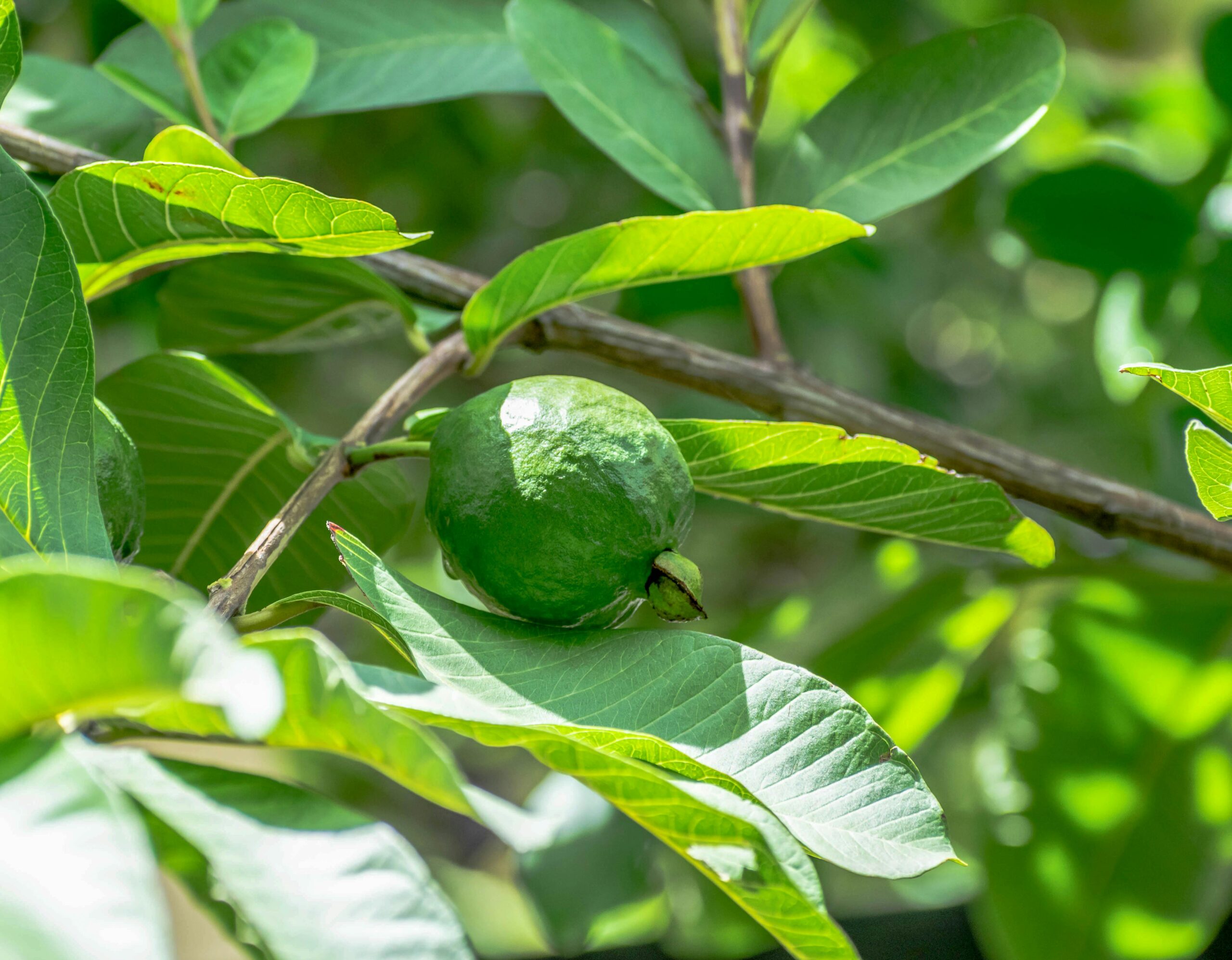 guava-leafe-hair-treatement-knowexact-0