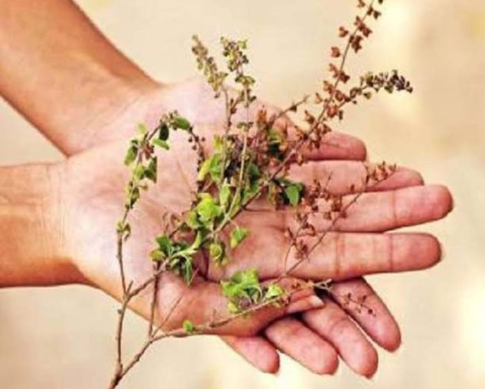 dry-tulsi-leaf-knowexact