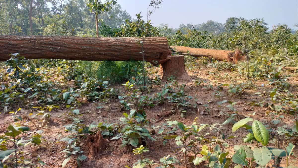 jungle-cutting-knowexact