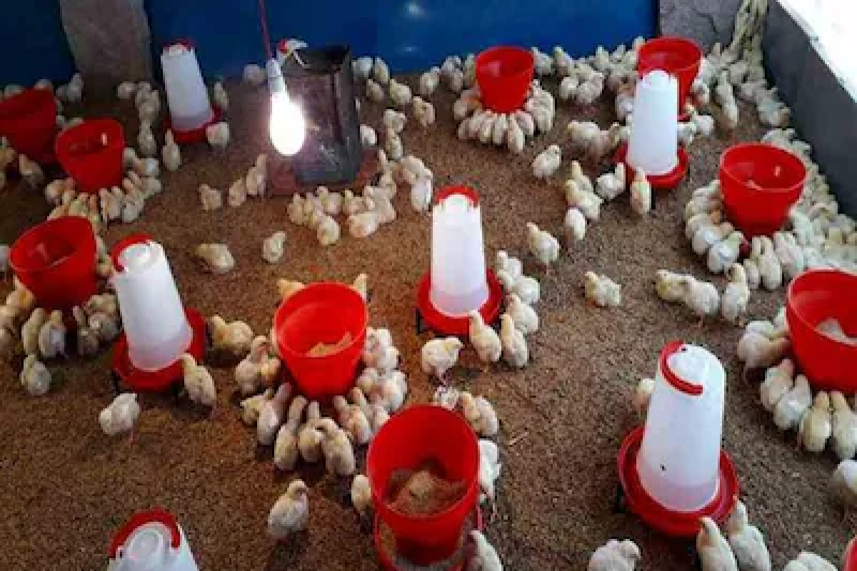 Poultry-Farm-Business-