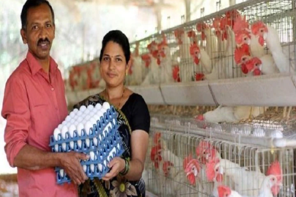 Poultry-Farm-Business