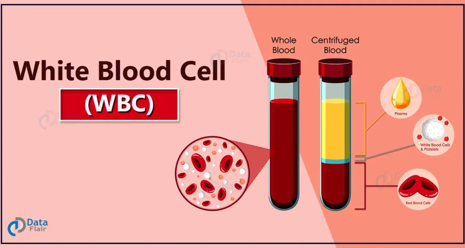 WBC-Knowexact