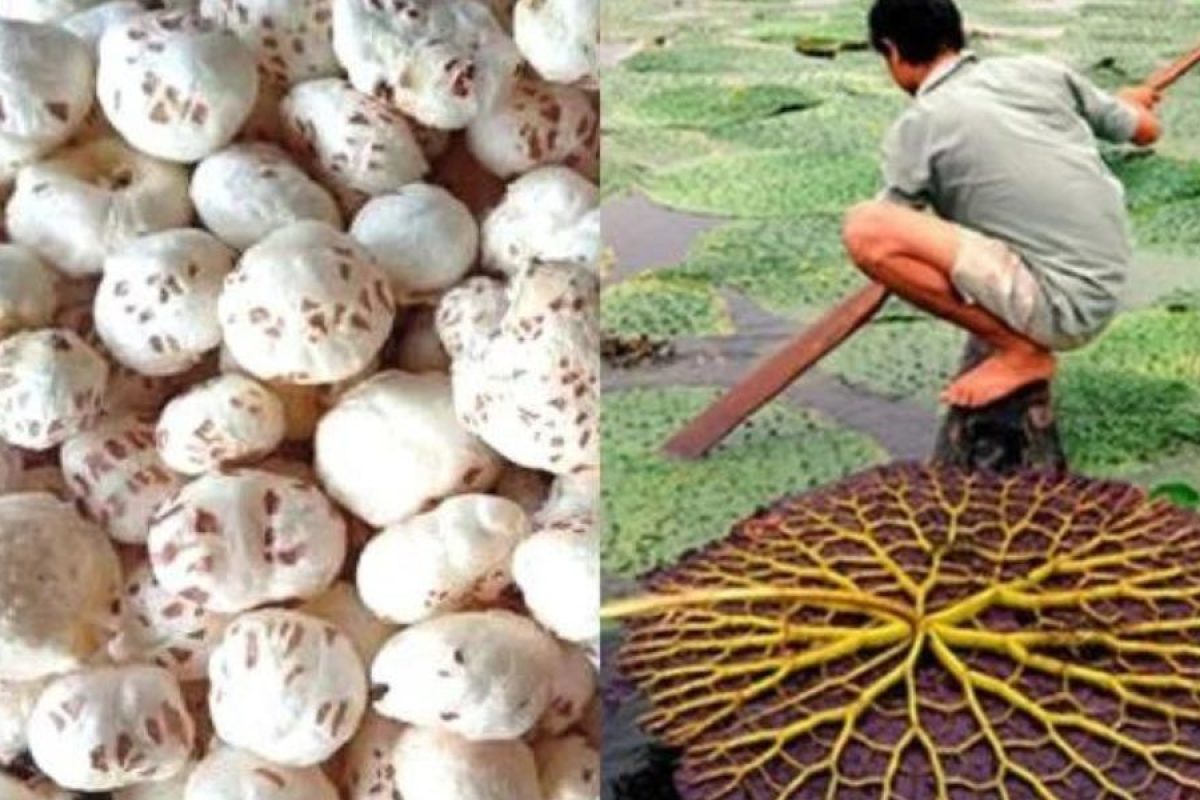 makhana-farming-business-