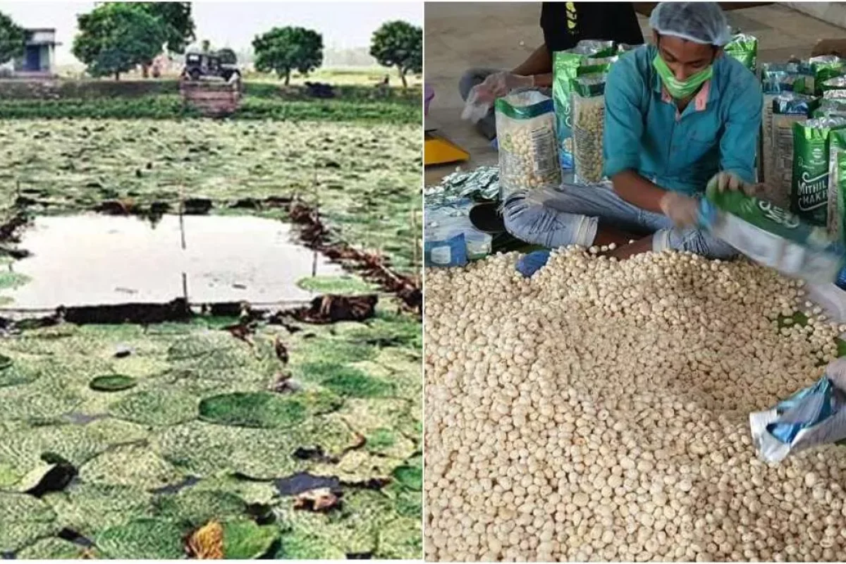 makhana-farming-business