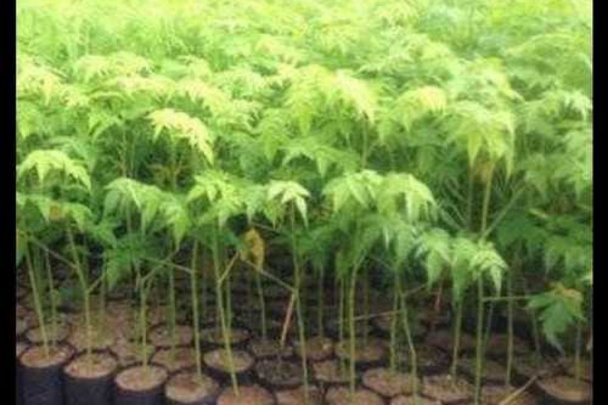 malabar-neem-plant-knowexact