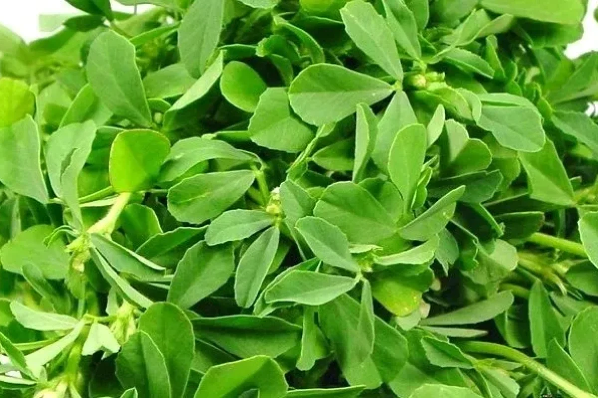 methi-ki-kheti-knowexact